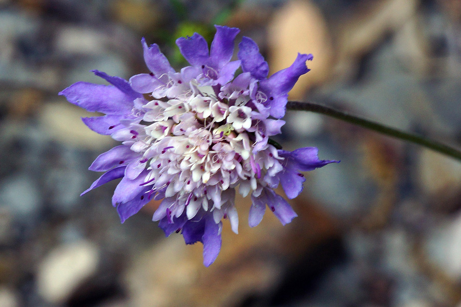 Sixalix atropurpurea